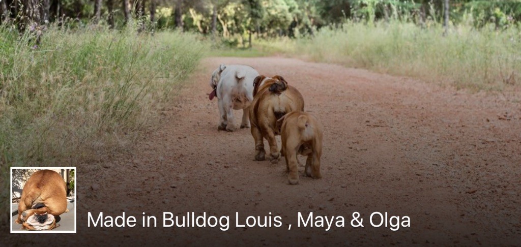 Made In Bulldog - Suivez-nous sur notre page Facebook et Instagram 