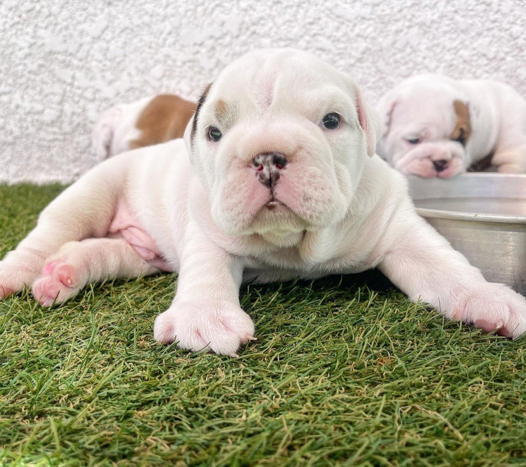 Made In Bulldog - Chiots disponibles - Bulldog Anglais